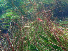 Oxylebius pictus