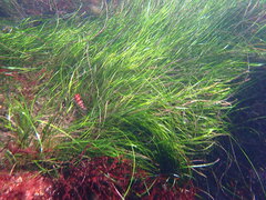 Oxylebius pictus