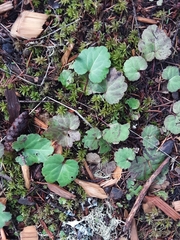 Veronica regina-nivalis