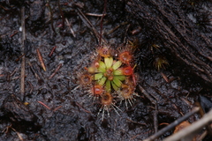 Drosera pulchella