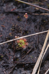 Drosera pulchella