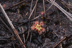 Drosera pulchella