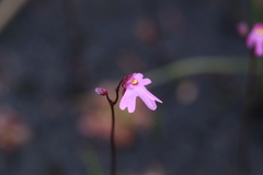Utricularia multifida