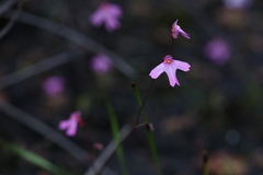 Utricularia multifida