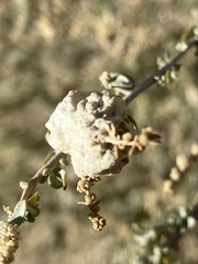 Asphondylia floccosa