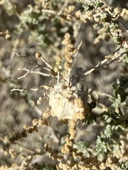 Asphondylia floccosa