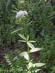 Eupatorium lindleyanum