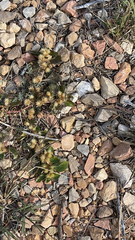 Alternanthera pungens