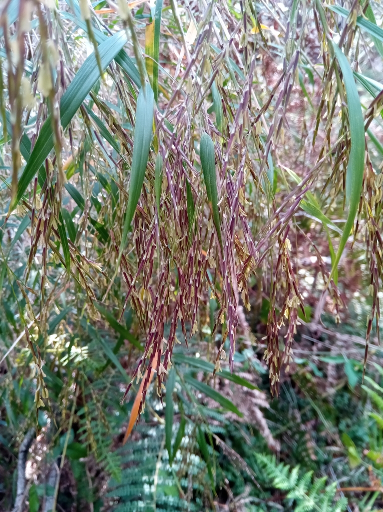 Oldeania madagascariensis
