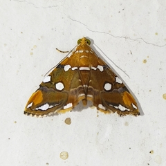 Eulepidotis guttata