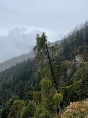 Larix potaninii