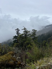 Larix potaninii