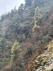Larix potaninii