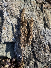Castilleja victoriae