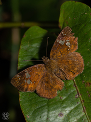 Pseudocoladenia