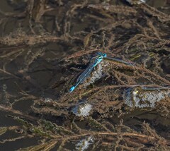 Austroagrion watsoni