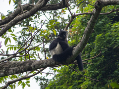 Trachypithecus delacouri