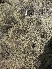 Asphondylia floccosa