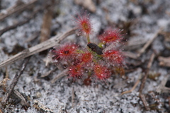 Drosera roseana