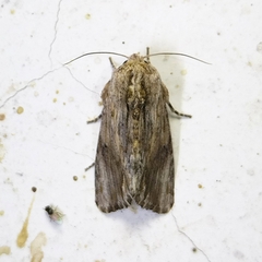 Spodoptera albula