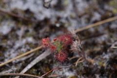 Drosera roseana