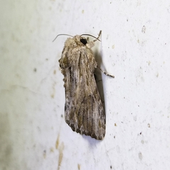 Spodoptera albula