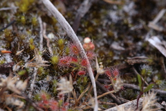 Drosera roseana