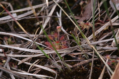 Drosera roseana