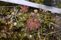 Drosera roseana