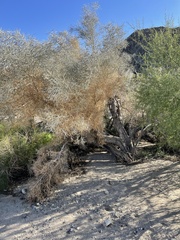 Psorothamnus spinosus