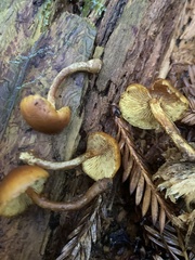 Gymnopilus rufescens