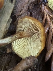 Gymnopilus rufescens