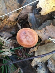 Lactarius tabidus