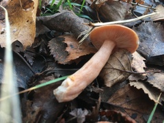 Lactarius tabidus