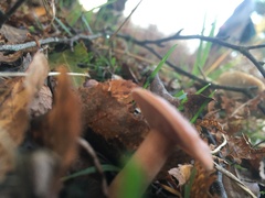 Lactarius tabidus