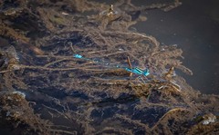 Austroagrion watsoni