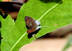 Drupadia ravindra