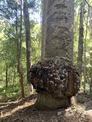 Araucaria cunninghamii