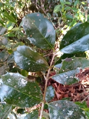 Brexiella
