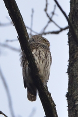 Glaucidium passerinum