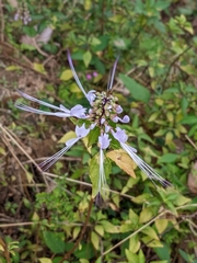 Orthosiphon aristatus