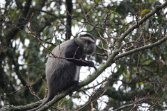 Cercopithecus mitis