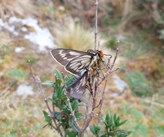 Metardaris cosinga