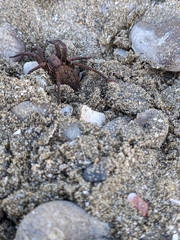 Uliodon