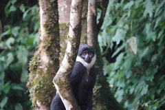 Allochrocebus lhoesti