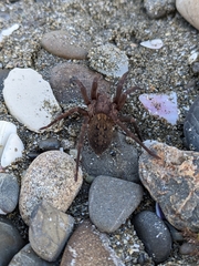 Uliodon
