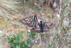 Metardaris cosinga