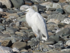 Egretta garzetta