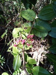 Medinilla