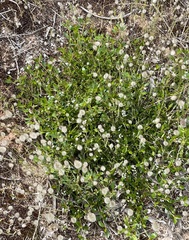 Logania crassifolia